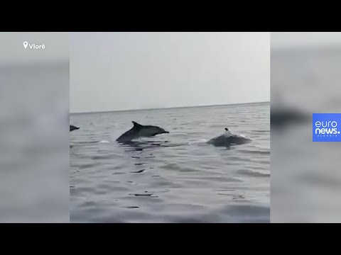 Delfinët dhurojnë spektakël në Gjirin e Vlorës