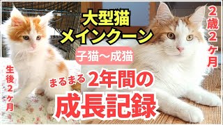 【総集編】大型猫メインクーンの成長記録。お迎えから2年が経ちました。