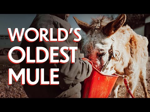 We Rescued the World&rsquo;s Oldest Mule from Slaughter | January Auction