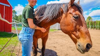ADOPTING A HORSE FROM A RESCUE  My First Horse | Natalia Leigh
