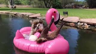 Raccoon Chills on Flamingo Float Eating 