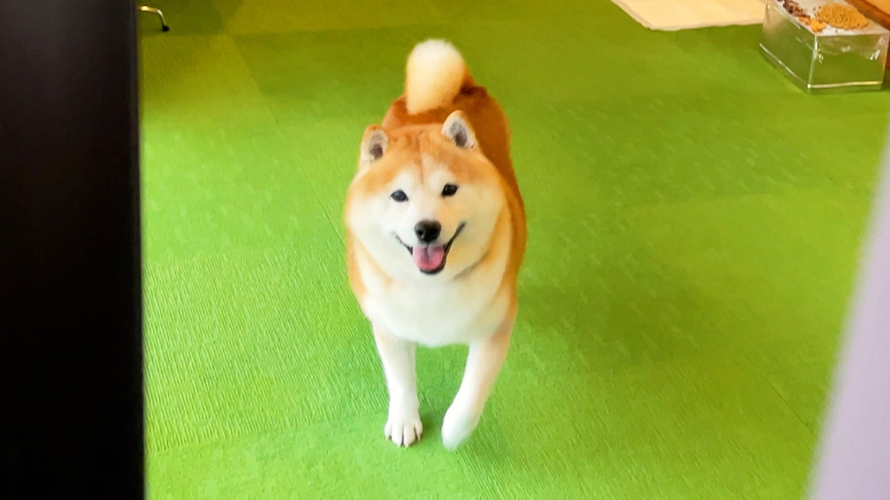 Shibe takes part in a hide-and-seek tournament at a ryokan inn and