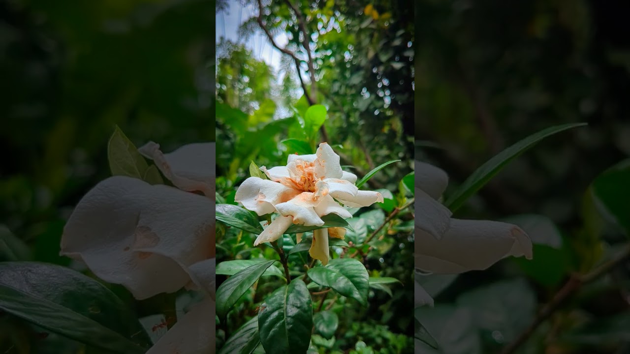 Flower Facts: Educational Reviews of Natural Blooms