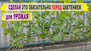 🍇 Что ОБЯЗАТЕЛЬНО нужно сделать пред ЦВЕТЕНИЕМ ВИНОГРАДА. Чтобы не потерять УРОЖАЙ нужно ЭТО сделать