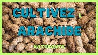 Comment cultiver l'arachide naturante ? (CONSEIL /!\ pour un meilleur rendement +TRANSFORMATION)