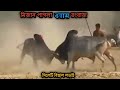 Bullfighting sylhet  rongbaz vs mizan pagla  old top fight 