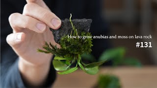 How to grow anubias and moss with lava stones #131 by 苔テラリウム専門-道草ちゃんねる‐ 19,660 views 10 months ago 13 minutes, 10 seconds