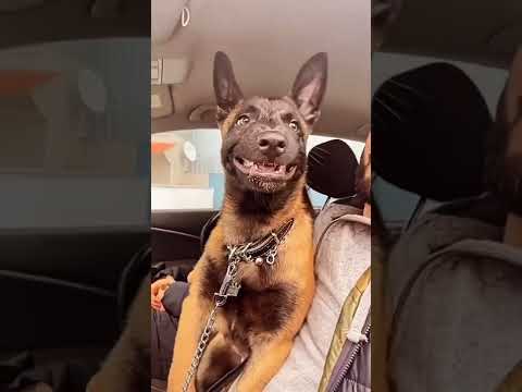 اشرس واخطر جرو مالينو شوف بنفسك