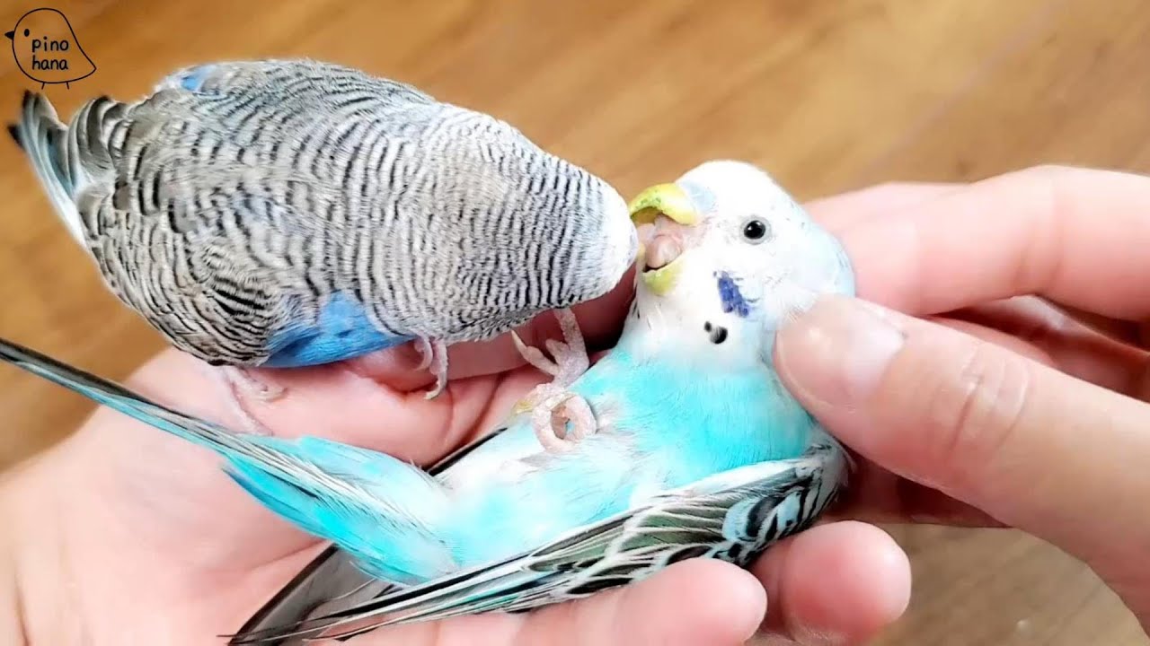にぎころインコと見守りインコ 若と希 pinohana - YouTube