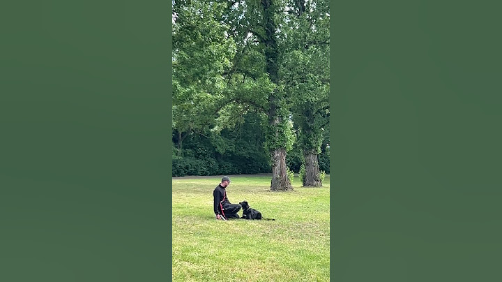 “Nature is better with a dog by your side. #dog #dogs #germanydogs #dogowner #explore #dogsofyoutube