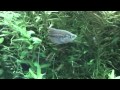 Trichopsis pumila  sparkling gourami