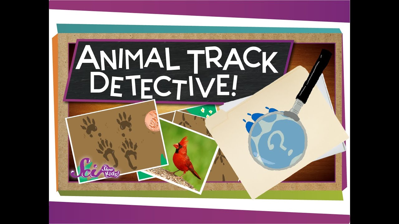 Animal Track Detective! | Science for Kids - YouTube