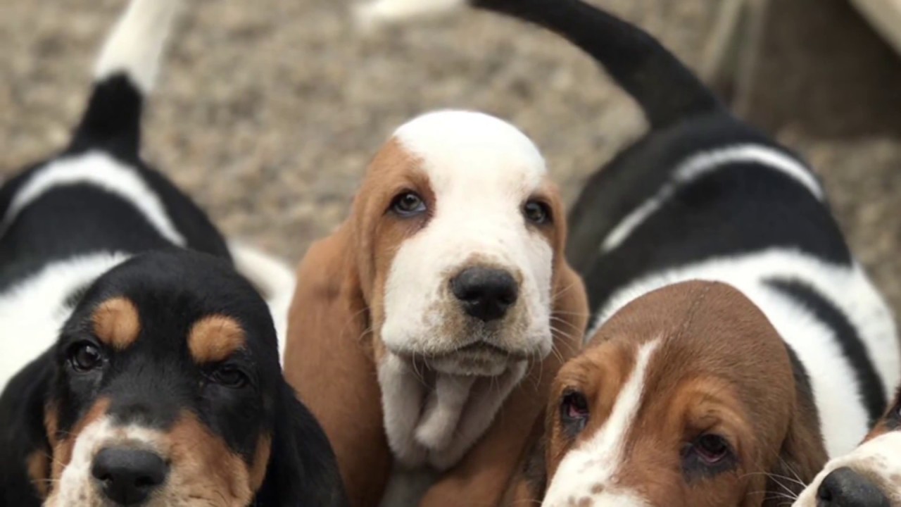 baby basset hounds