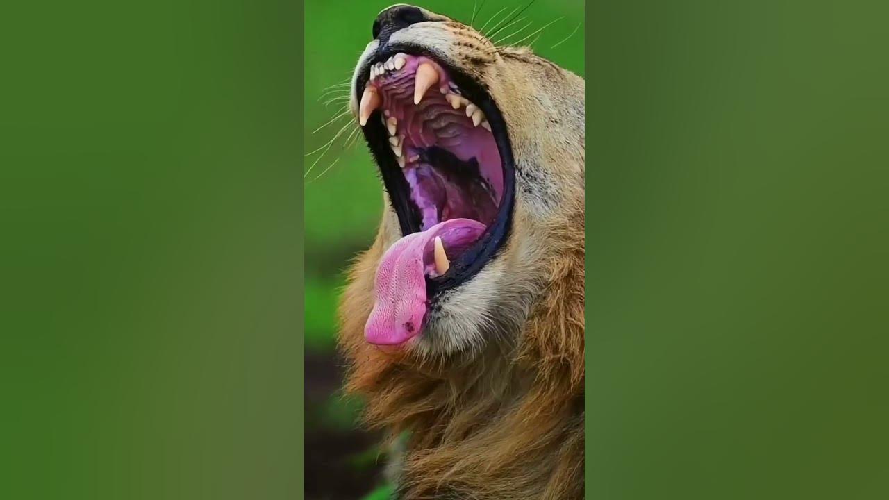 Which big cat cannot roar despite its size youtube