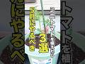 ミニトマトを植えたら5月にやるべきこと3選 #家庭菜園 #トマト栽培 #ガーデニング