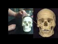 Detailed Anatomy of the Human Skull! The cranial, and facial bones and structures! New and Improved!