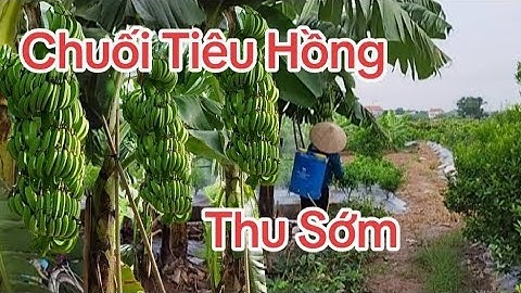 Làm giàu từ mô hình trồng chuối tiêu hồng Bán Sớm. #nôngdânlàmgiàu