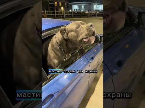Мастиф — мощный и верный защитник твоей семьи. Сила и спокойствие рядом. #Мастиф #Защита
