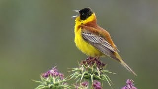 Овсянка черноголовая (Emberiza melanocephala) | Film Studio Aves