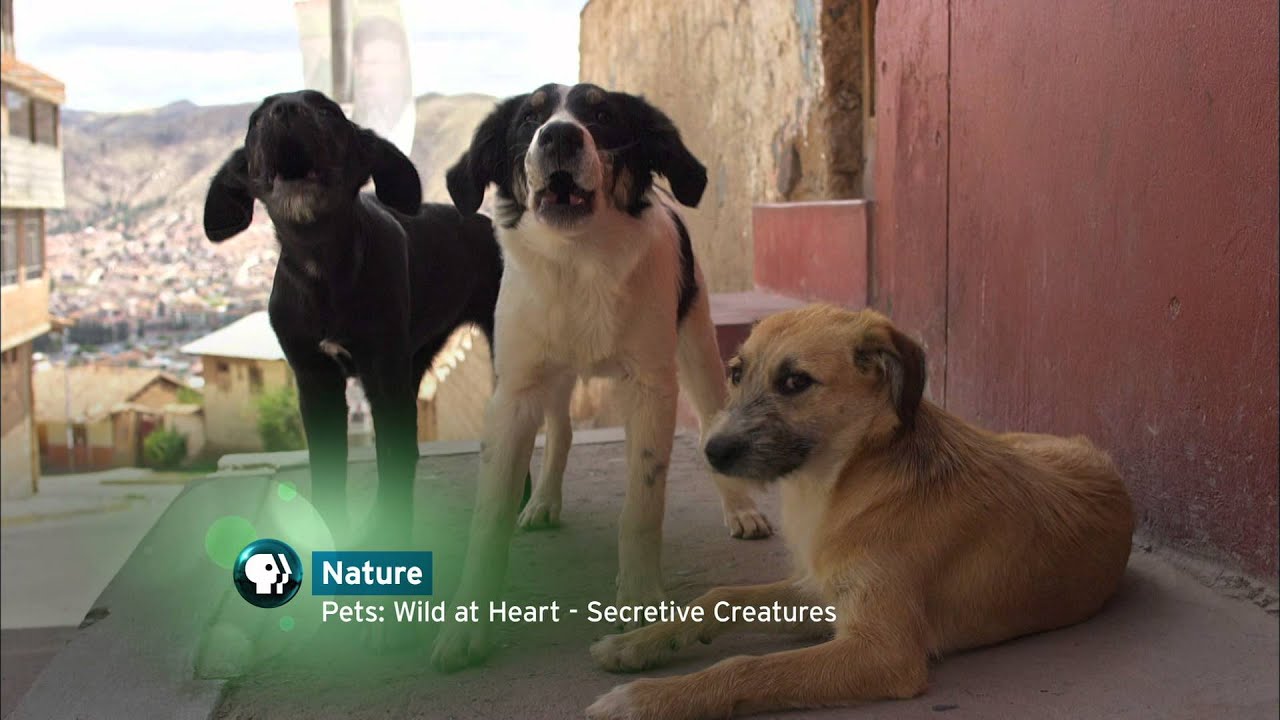 mediacom internet Think Wednesday - Nature - NOVA - The Brain PBS