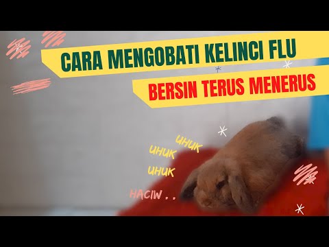 CARA MENGOBATI KELINCI BERSIN - BERSIN | KELINCI FLU