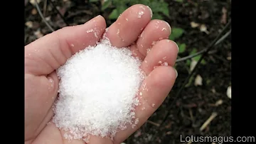 Jak používat epsomskou sůl k odhánění škůdců?