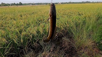 Cá Lóc Đồng Làm Khô Chuẩn Bị Tết /Đạt Nguyễn Cần Giờ