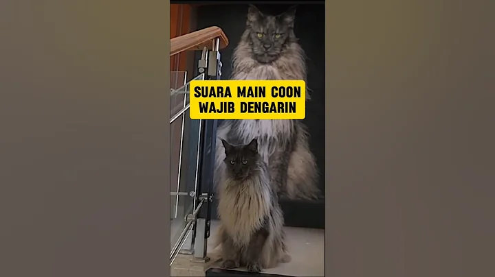 Video 10655791: kucing maine coon