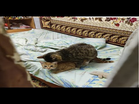 Кошка просит кота/Вязка кошек/Советы/Mating cats/Cat Love