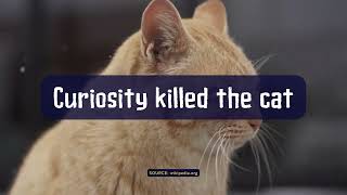 What Does Curiosity Killed The Cat Mean?