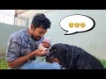 Rajveer ji kyu gye itna dur hum sabse....🥺|| snappy girls #dog #rottweiler #trending ||