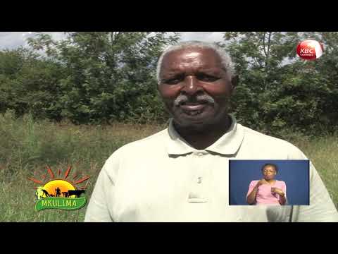 Video: Kukata Njia za Nyasi - Jinsi ya Kutengeneza Njia ya Nyasi