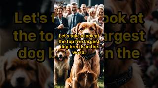 the top 5 largest dog breeds in the world