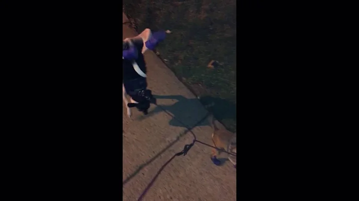 Chihuahua walking in handstand