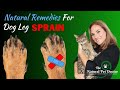 Natural Remedies for Dog Leg Sprains | Natural Pain Relief