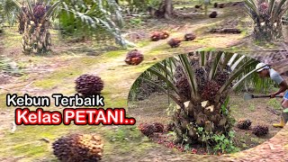 INI BARU LUAR BIASA.! PANEN SAWIT TERBAIK KELAS PETANI MUDA