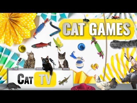 Видео: КОТ-игры | Лучшая подборка Cat TV, том 42 | 2 ЧАСА 🐝🐞🦋🦎🦜🐜🐭🧵