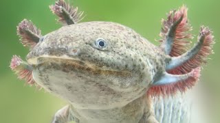 The 10 Strangest Animals in the United States