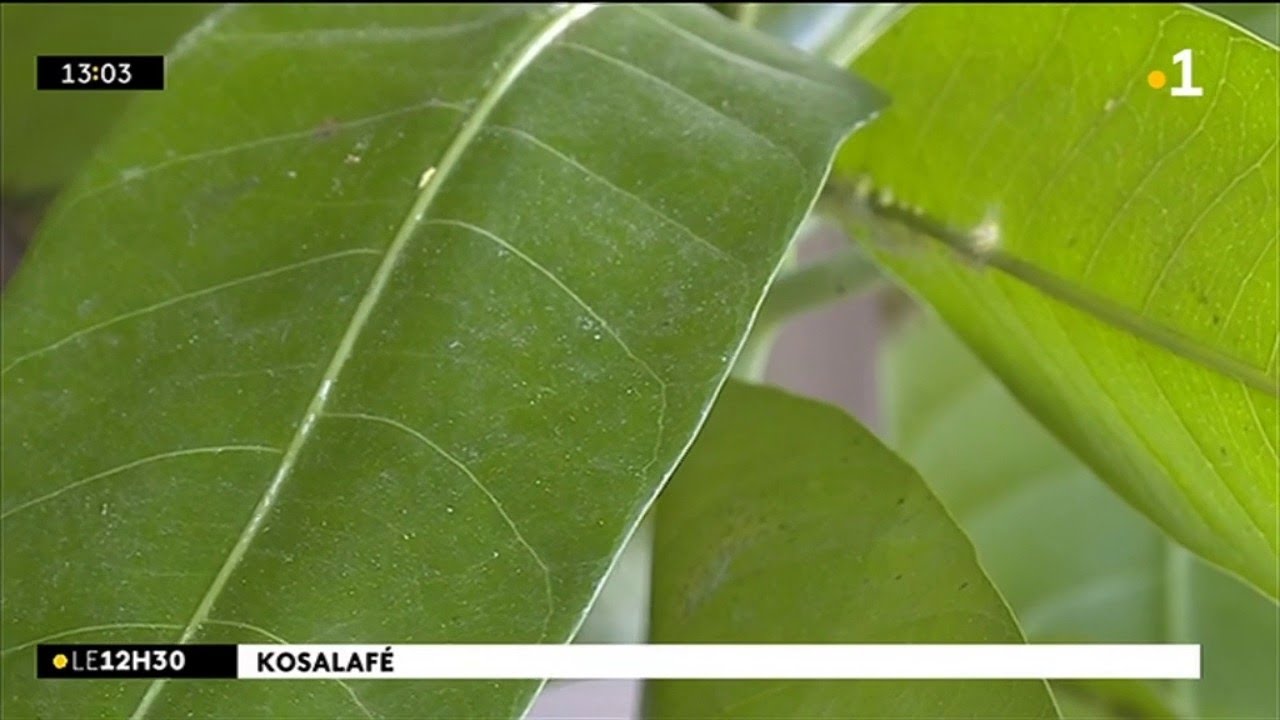 Kosalafé : Raymond Lucas