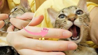 子猫の顔に〇〇〇！なぜか私が怒られました...【保護猫】