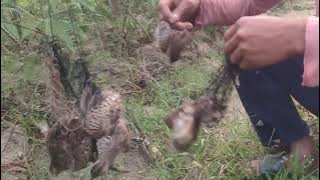 Bẫy chim cút đêm, tiếp tục điểm mới