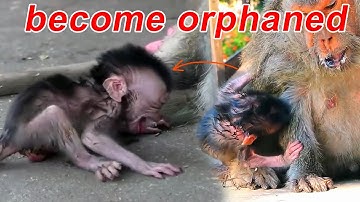 Helpless! Poor Newborn Baby Monkey Waits For Weak Mom To Regain Strength Mother Can