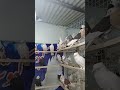 کفتر پرشی کفتر تهران کفتر قم پرشی کفتر کاشان کفتر طوقی کفتر شب پر کفتر پرشی کفتر تهران کفتر قم پرشی کفتر کاشان کفتر طوقی کفتر شب پر