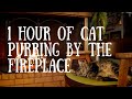 Beautiful Cat Purrs Beside Fireplace - Relax - ASMR - 1 HOUR