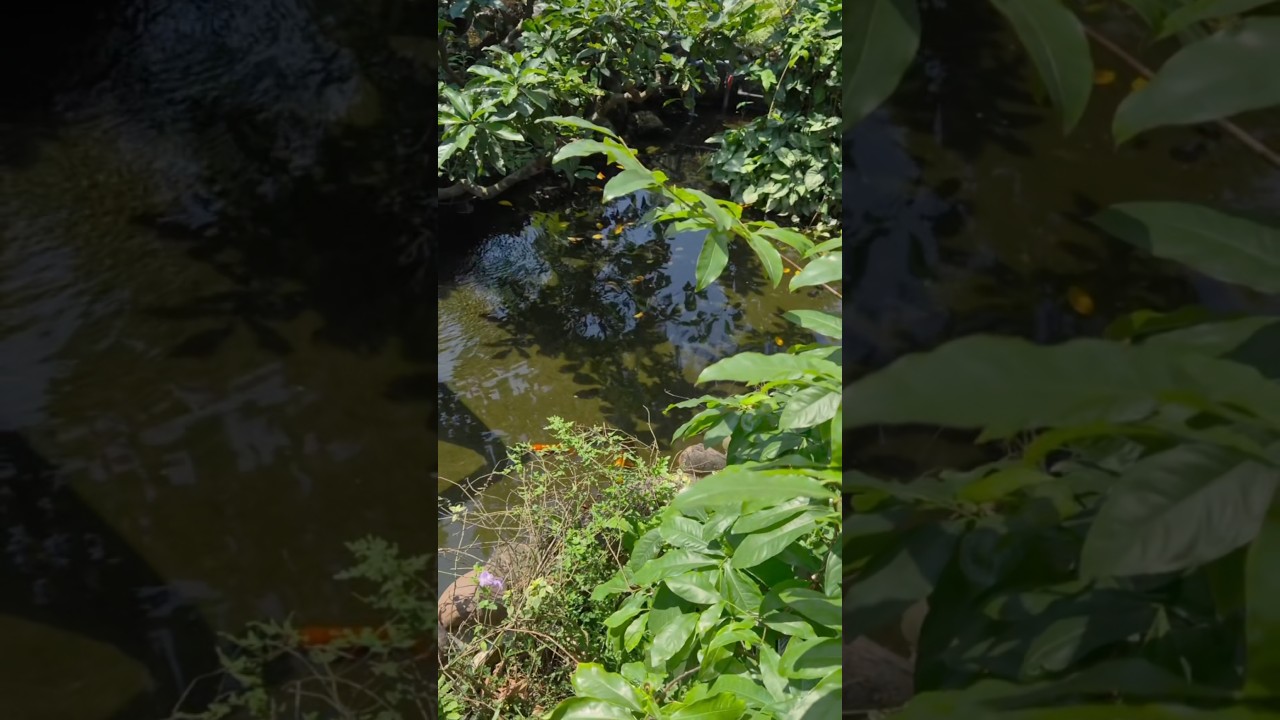 Stumbled upon a peaceful little koi pond exploring Hue, Vietnam #blakesaquatics #koifish #koipond