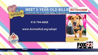 Adopt a Survivor: Meet Billie