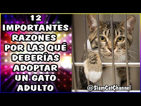 Video: Adoptando gatos mayores: Consejos de adopción para gatos adultos