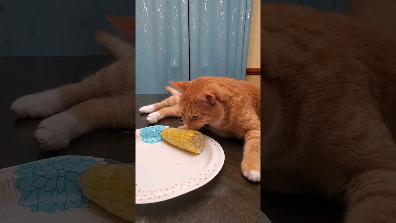 Ginger Cat Eats Corn on A Cob 