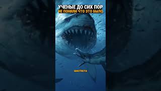 Судьба огромной акулы. Кого она встретила в глубинах Аральского моря?