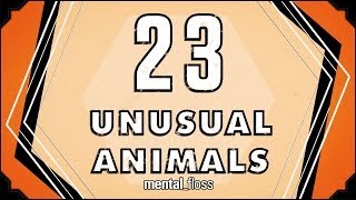23 Unusual Animals  mental_floss on YouTube (Ep. 31)